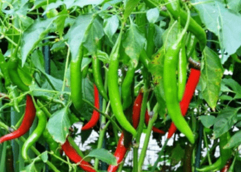 Bangladesh Green Chili Import (2)