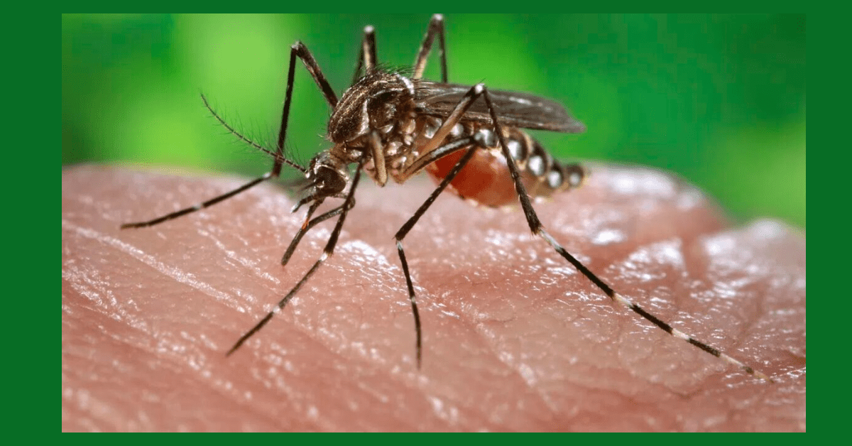 Dengue Outbreak in Bangladesh: 11 Deaths, 2,905 Hospitalizations in 24 Hours